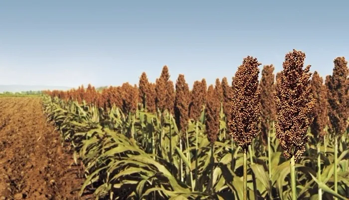 Sorgo se torna cereal altamente nutritivo e indicado para humanos