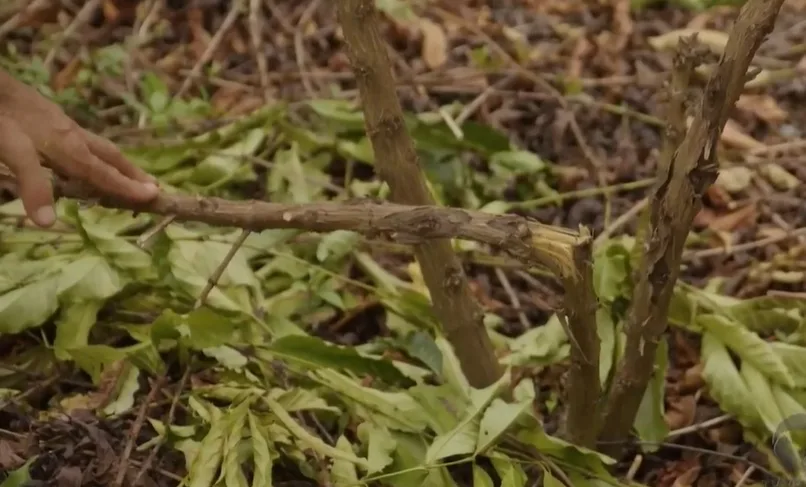 Reveja | Agro Business: doença em lavoura de café e Murcha de Fusarium. Entenda