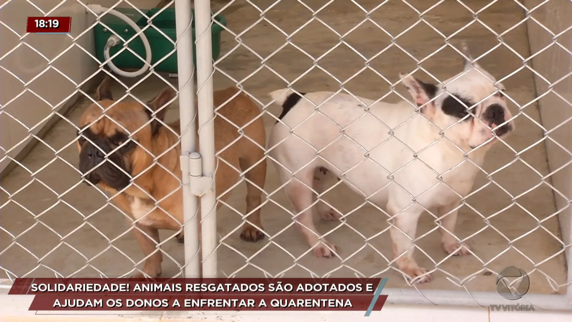 Solidariedade! Animais resgatados são adotados e ajudam os donos a enfrentar a quarentena