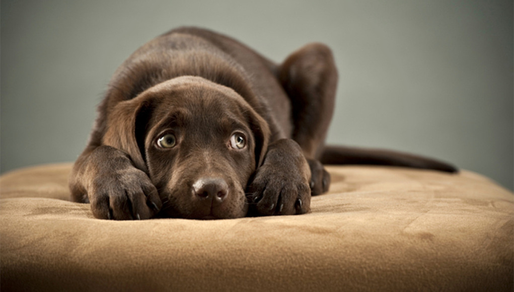 Puppy on ottoman