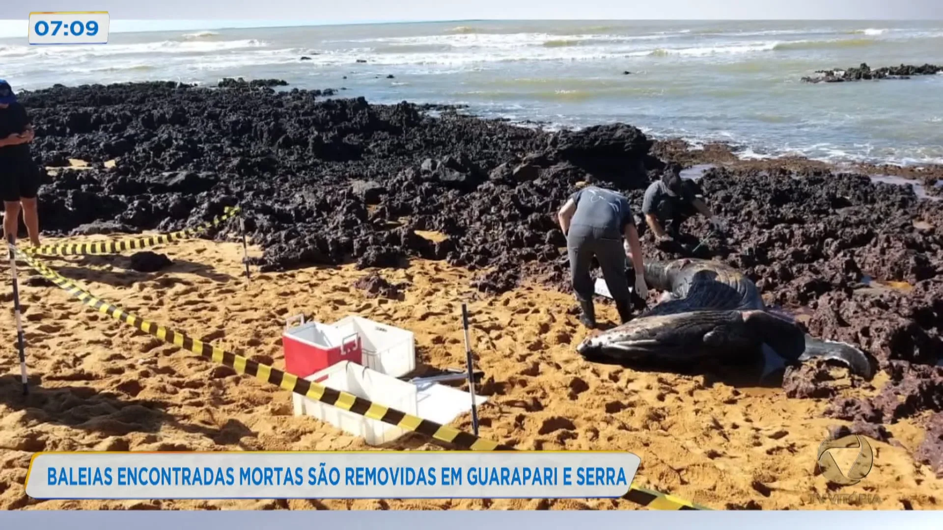 Baleias encontradas mortas são removidas em Guarapari e Serra