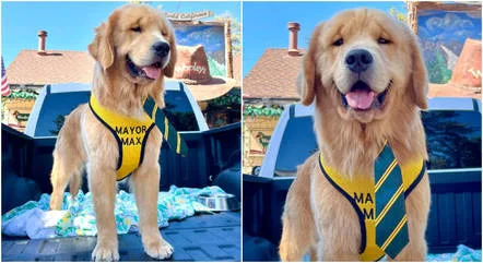 Cão da raça golden retriever é eleito "prefeito" em cidade dos EUA