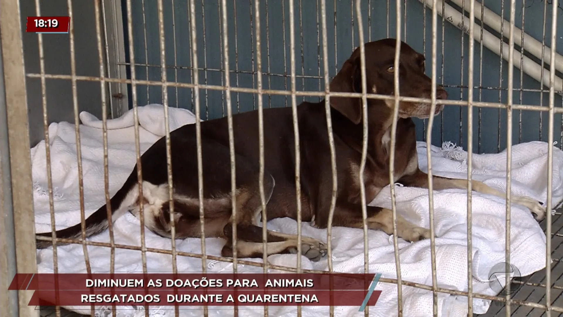 Diminuem as doações para animais resgatados durante a quarentena