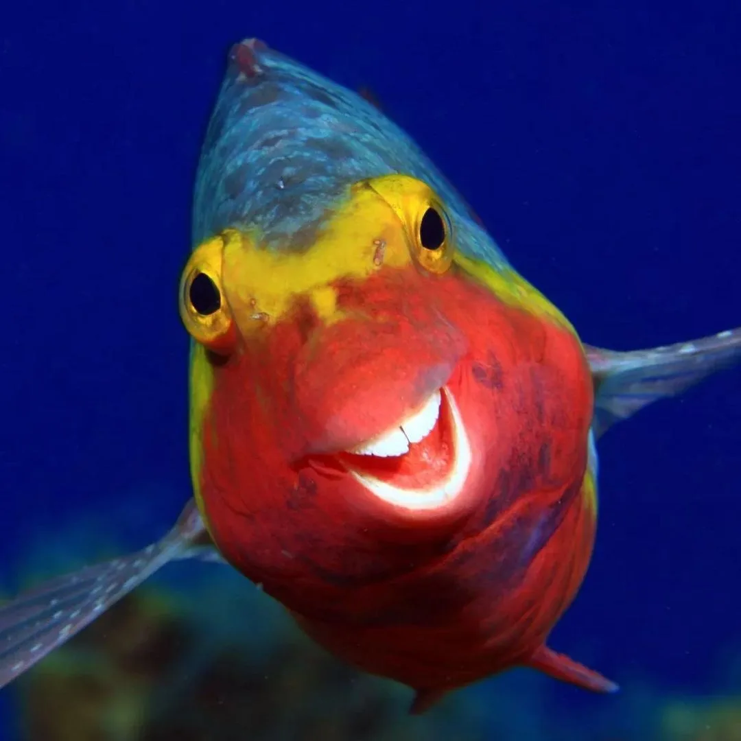 Nemo tá diferente! Fotógrafo viraliza foto de peixinho sorridente