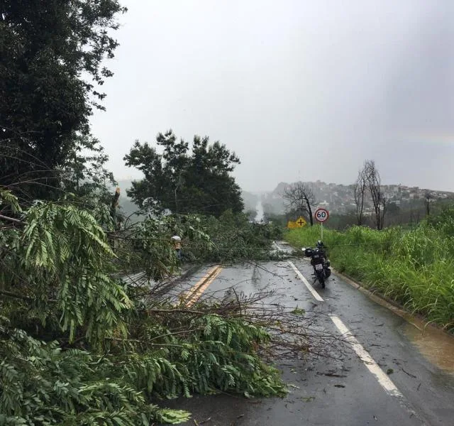 Chuva forte com ventania derruba arvore na BR-259 em Colatina