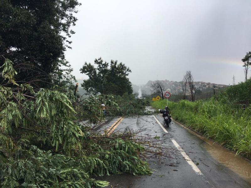 Chuva forte com ventania derruba arvore na BR-259 em Colatina