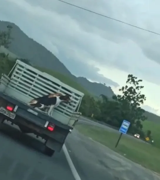 VÍDEO | Motorista flagra cachorros amarrados em carroceria de caminhonete na BR-101