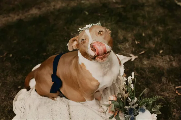 Momento fofura! Pitbull é resgatada dias antes de dar à luz e ganha ensaio fotográfico. Veja!