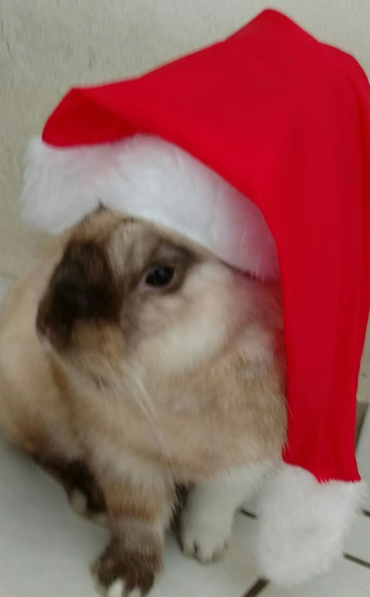 Pets em clima de Natal