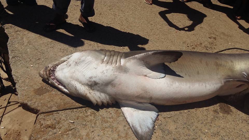 Pescador encontra tubarão de mais de 100 kg em praia de Guarapari