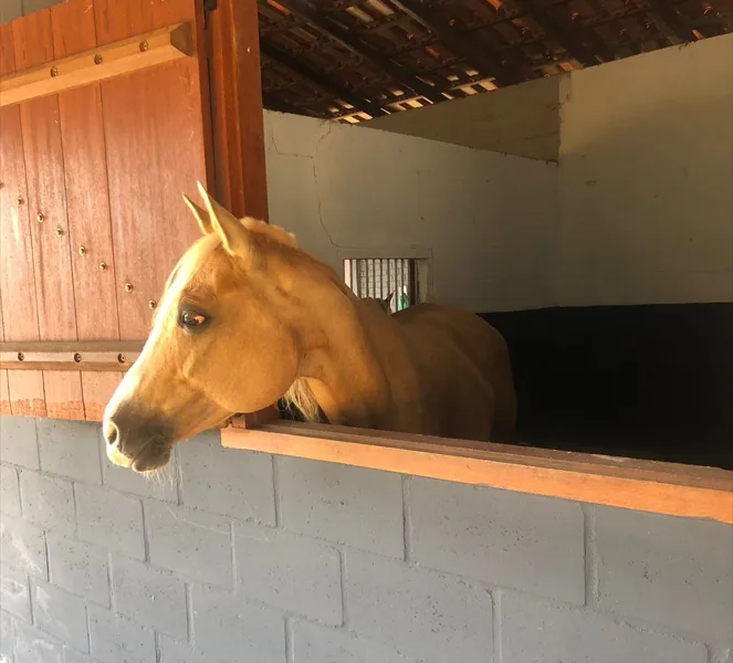 Cavalo que custa até R$ 60 mil foi flagrado pela PF em haras de investigado