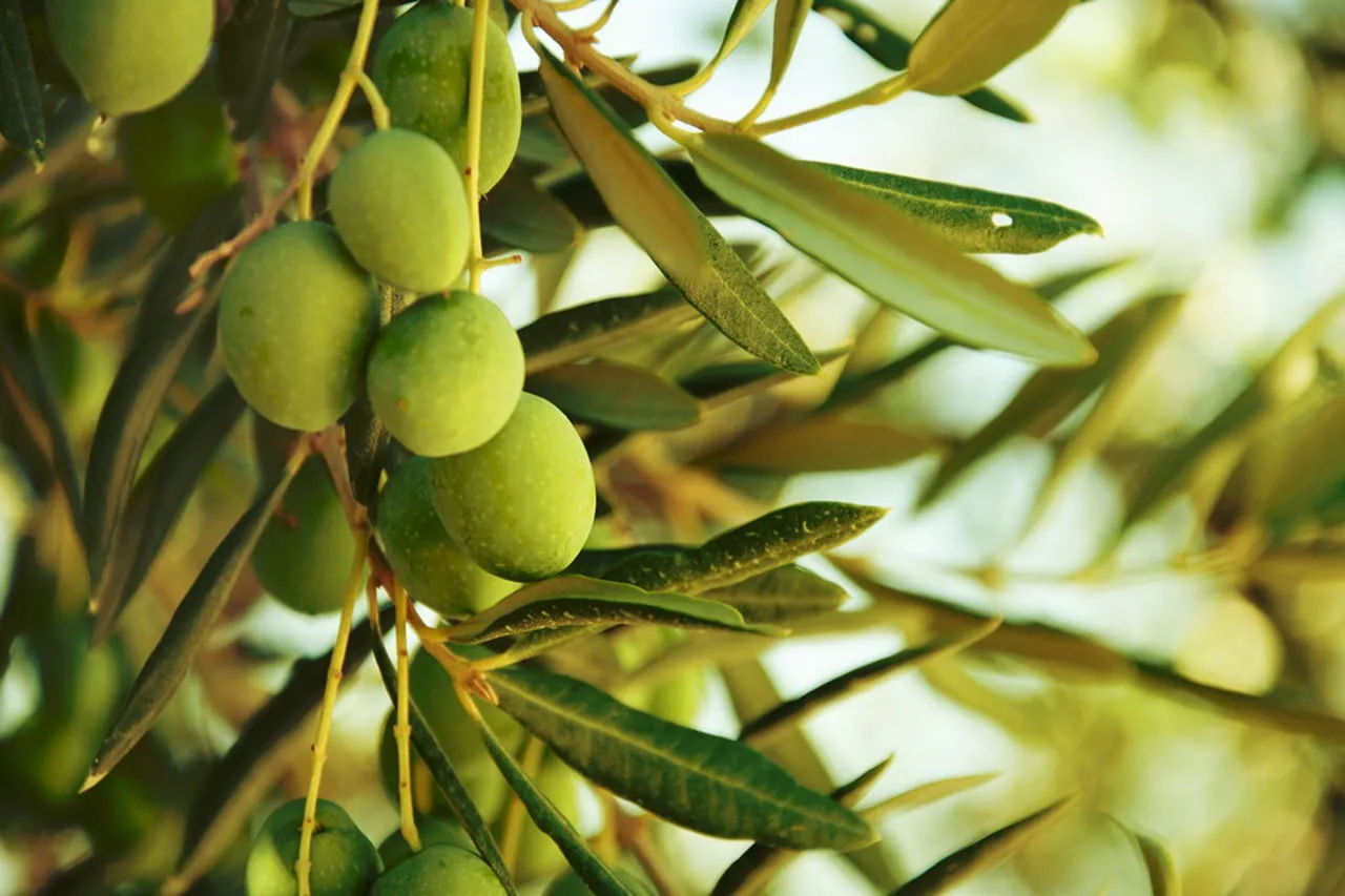 Produtores de Iúna buscam alternativas para a diversificação agrícola regional