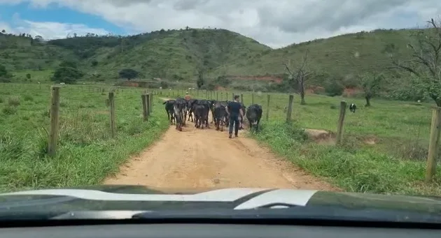 Cabeças de gado obtidas por estelionato são recuperadas no Noroeste do ES