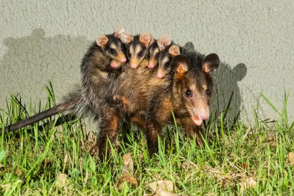 Fotografia de uma mamãe gambá-de-orelha-preta carregando seus cinco filhotes nas costas, exemplificando a maternidade na vida selvagem.