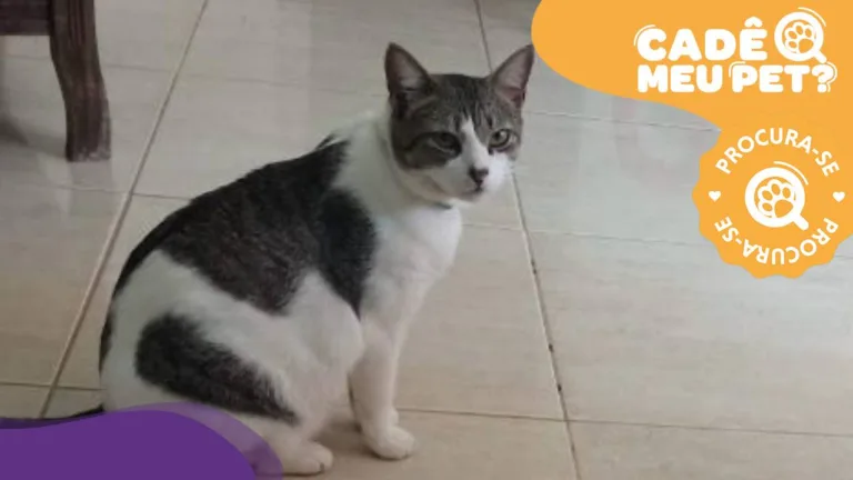 Angel desapareceu em Vila Velha! Veja como ajudar a encontrá-la