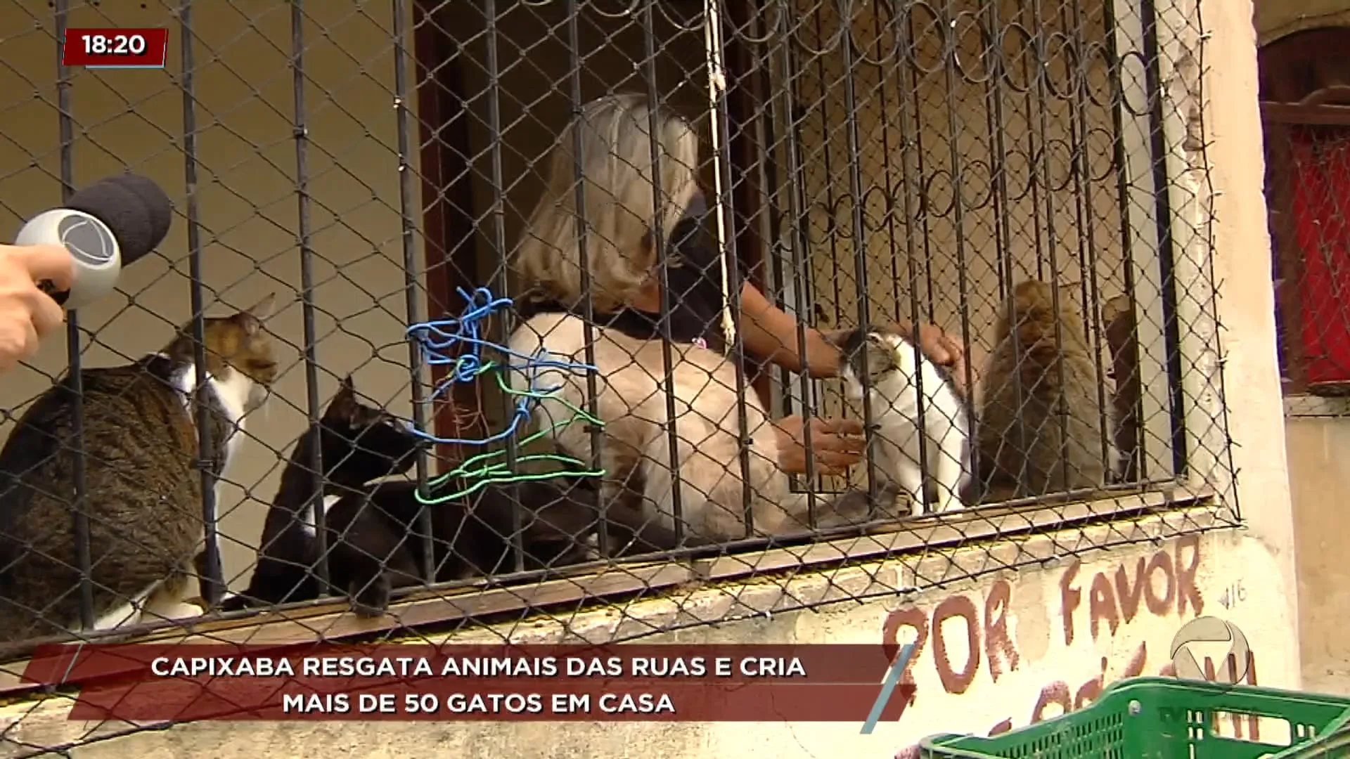 Capixaba resgata animais e cria mais de 50 gatos em casa