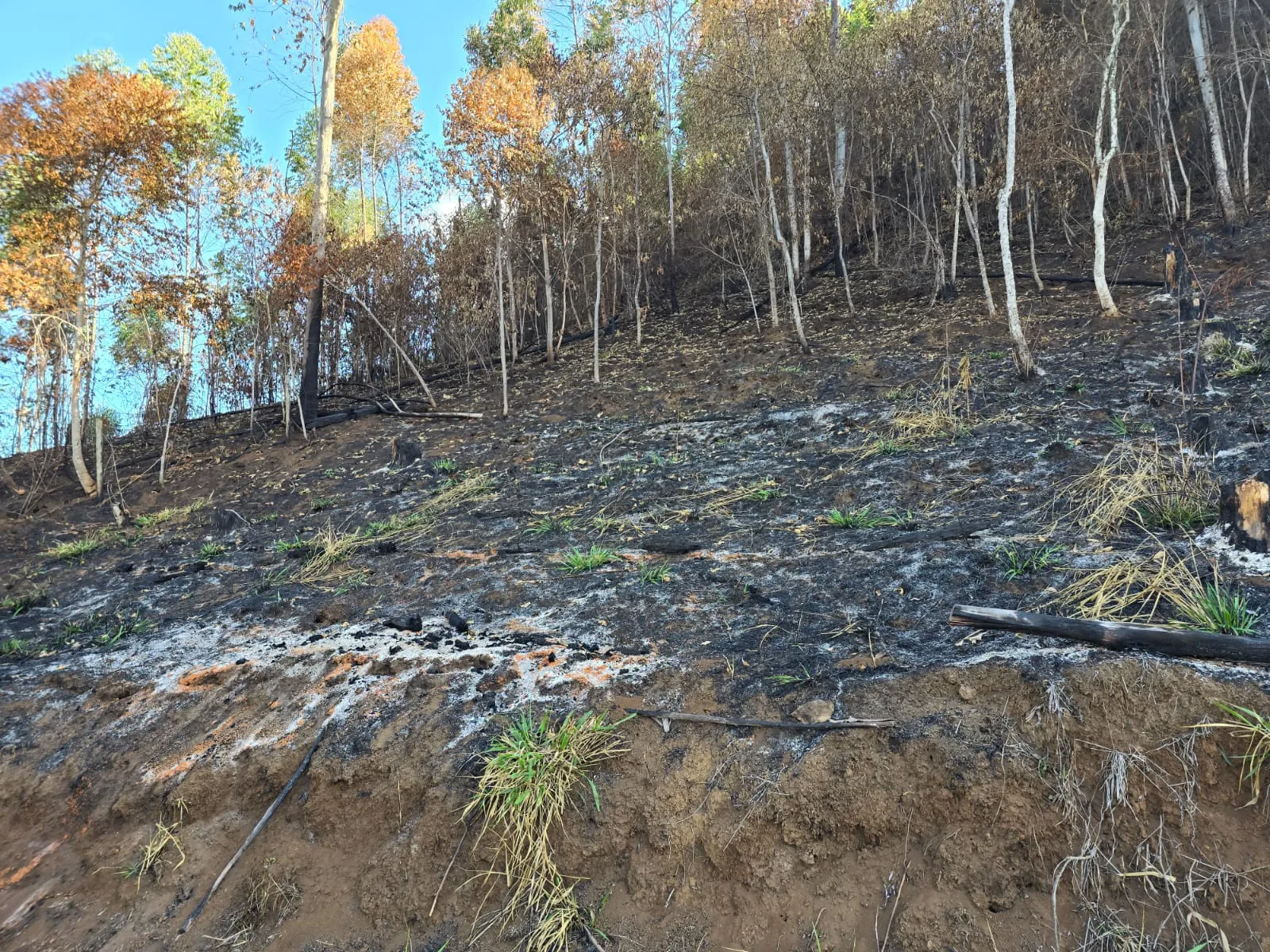 Crime ambiental em Alegre: 48 mil m² de Mata Atlântica foram destruídos