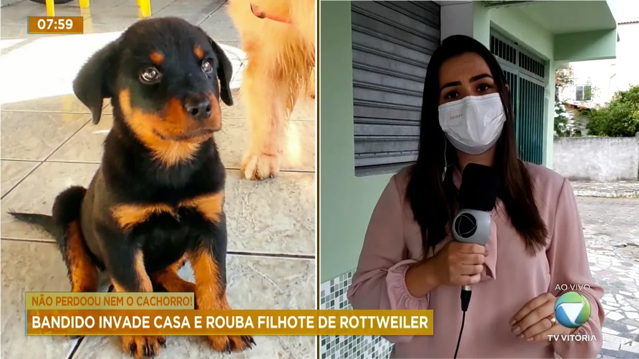 Criminoso invade casa e rouba cachorro