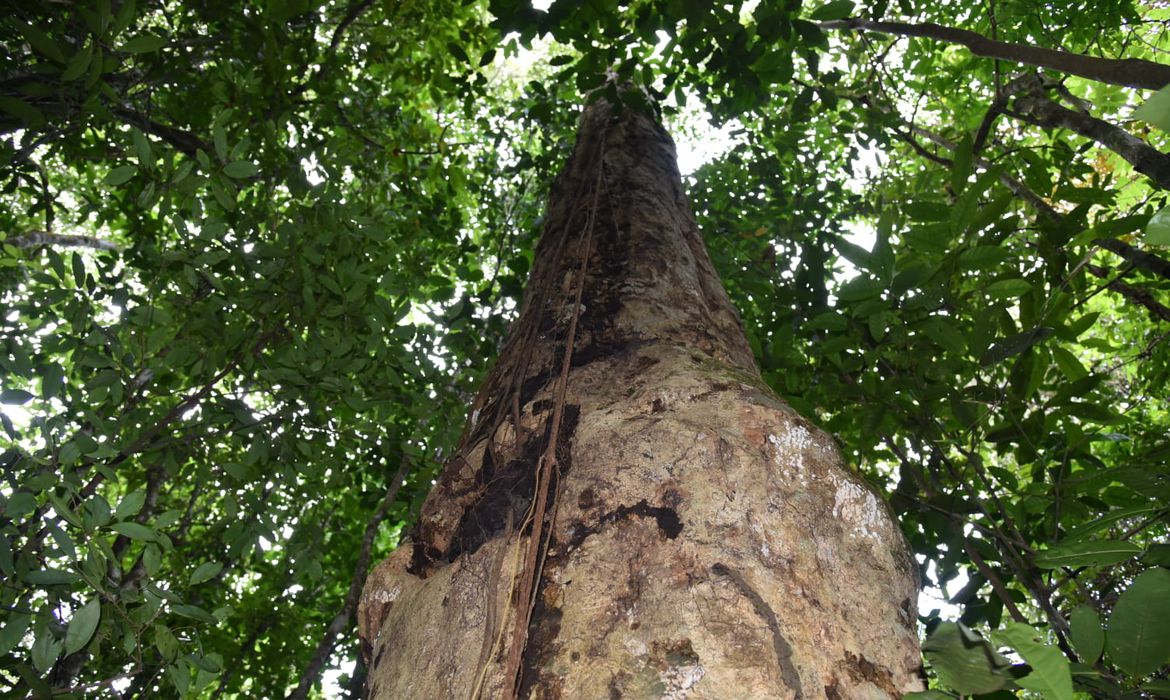 Nova espécie de árvore gigante da Mata Atlântica