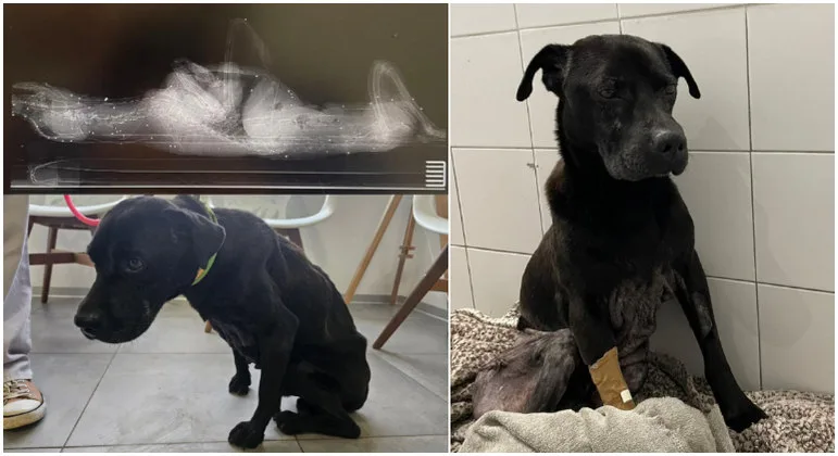 Cão é resgatado após levar 96 tiros de balas de chumbo: "Lutador"