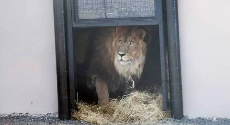 "Leão mais solitário do mundo" volta à natureza após anos preso em zoológico abandonado