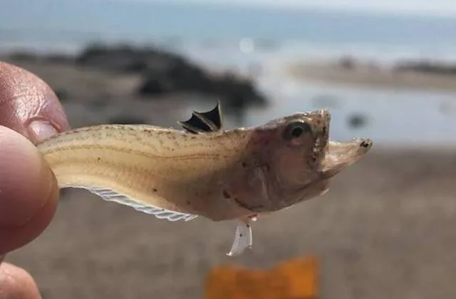 Peixe pequeno causa dores profundas em banhistas britânicos