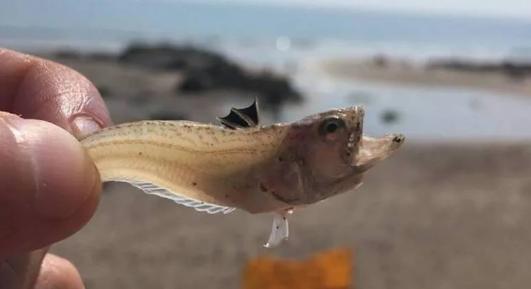 Peixe pequeno causa dores profundas em banhistas britânicos