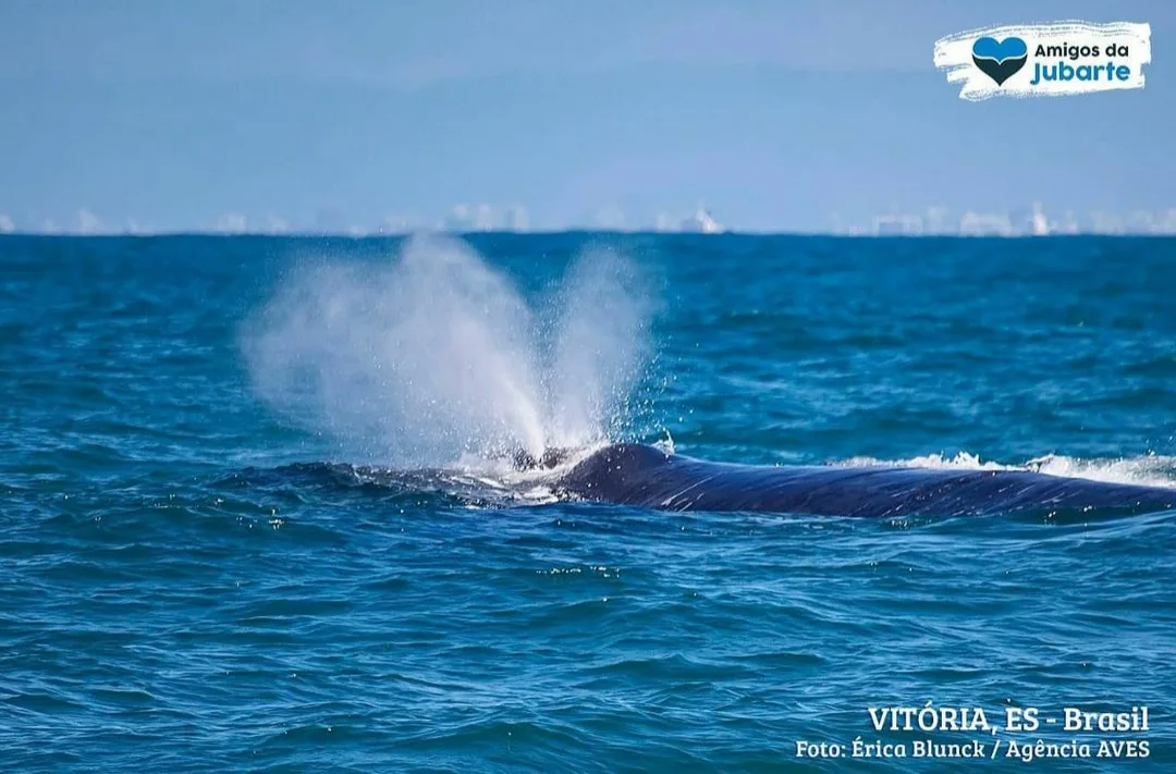 FOTOS | Agora são as baleias-franca que dão o ar da graça no litoral capixaba