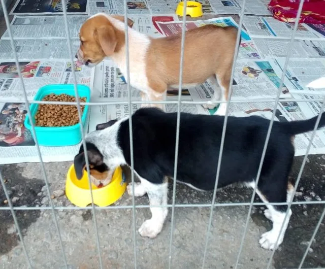 ‘Cãominhada’ e feira de adoção vão sensibilizar sobre abandono de animais em Cachoeiro