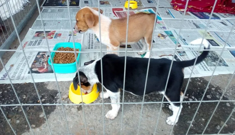 ‘Cãominhada’ e feira de adoção vão sensibilizar sobre abandono de animais em Cachoeiro