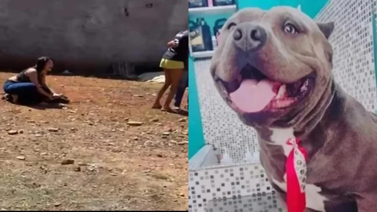 Cão da raça american bully é morto com tiro na cabeça em operação policial