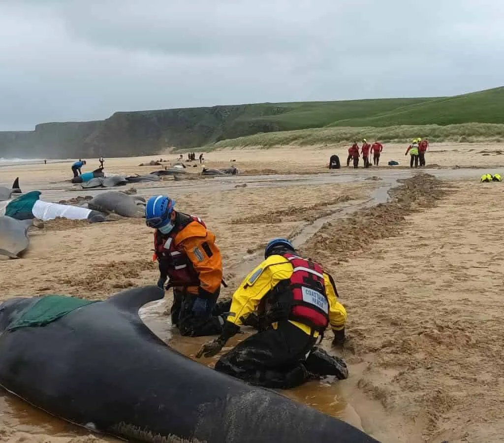 Mais de 50 baleias encalham em ilha e dezenas morrem