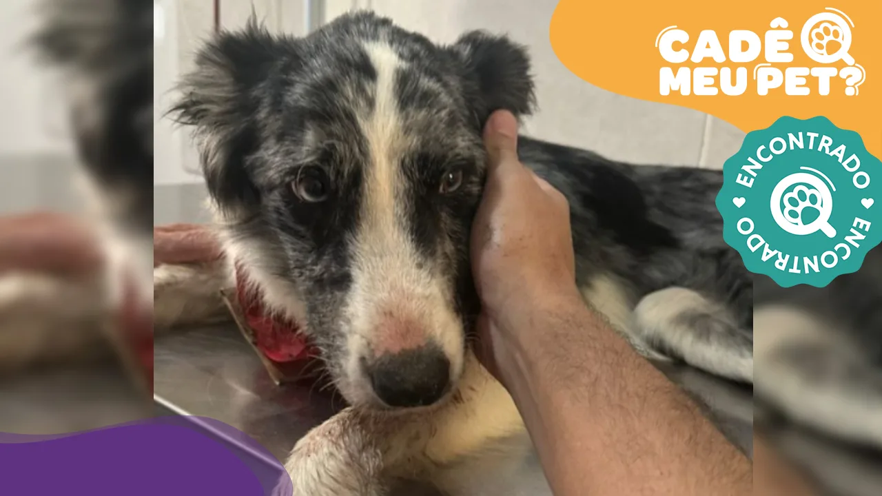 Zelda está em casa! Border collie que sumiu em Guarapari é encontrada