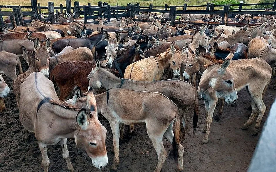 #SalveJegue: Campanha pede fim do abate de jumentos no Brasil