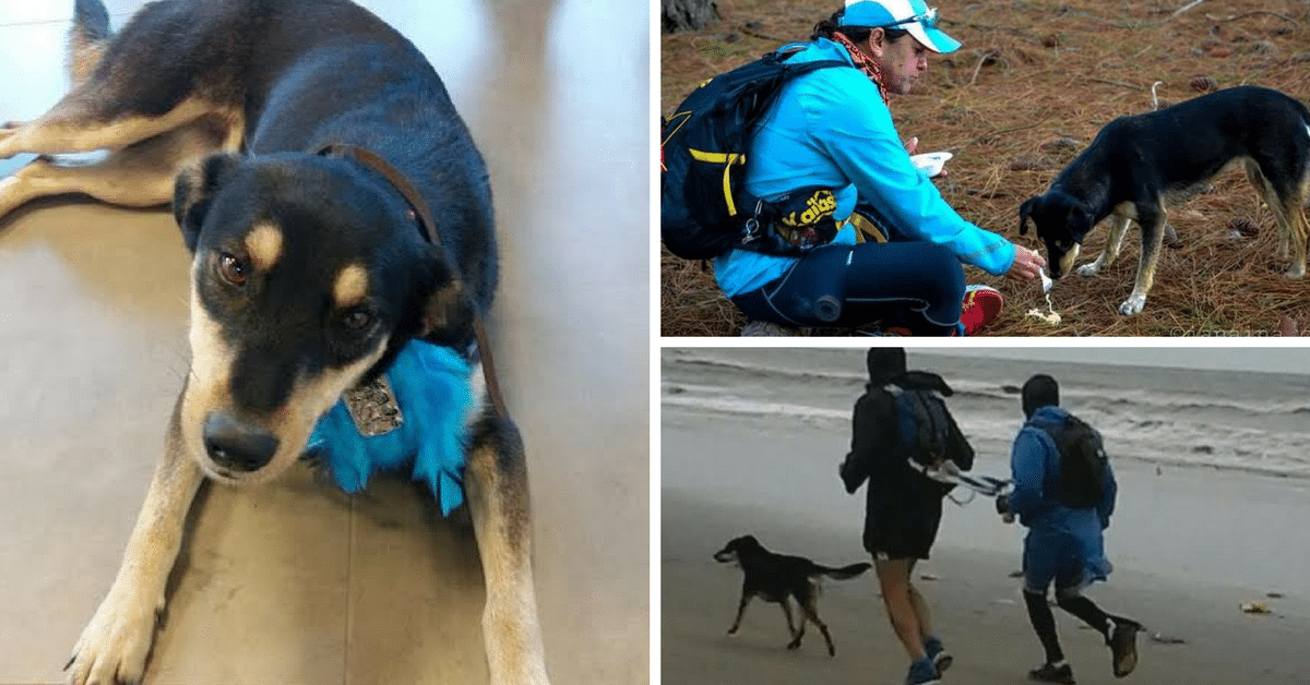 Vira-lata percorre 450km ao lado de ultramaratonistas na Trilha dos Carijós