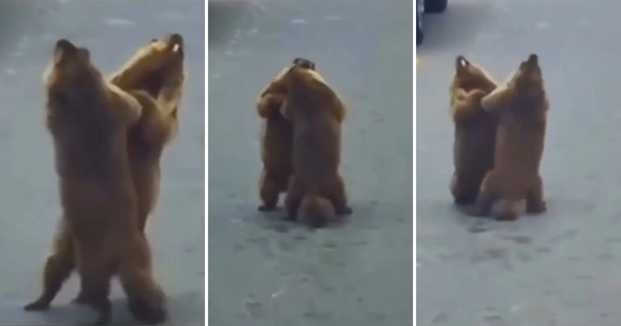 É TikTok? Marmotas surgem no meio da rua, dançam e param trânsito; vídeo