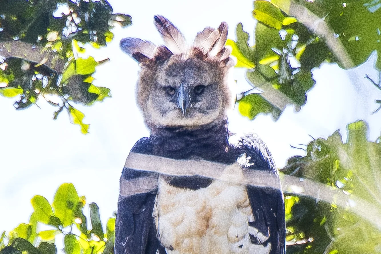 Fotografia da harpia, uma das maiores aves de rapina do mundo, no Espírito Santo.