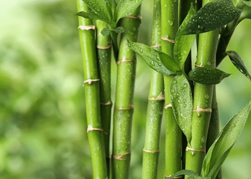 China promove bambu como substituto ecológico dos plásticos.