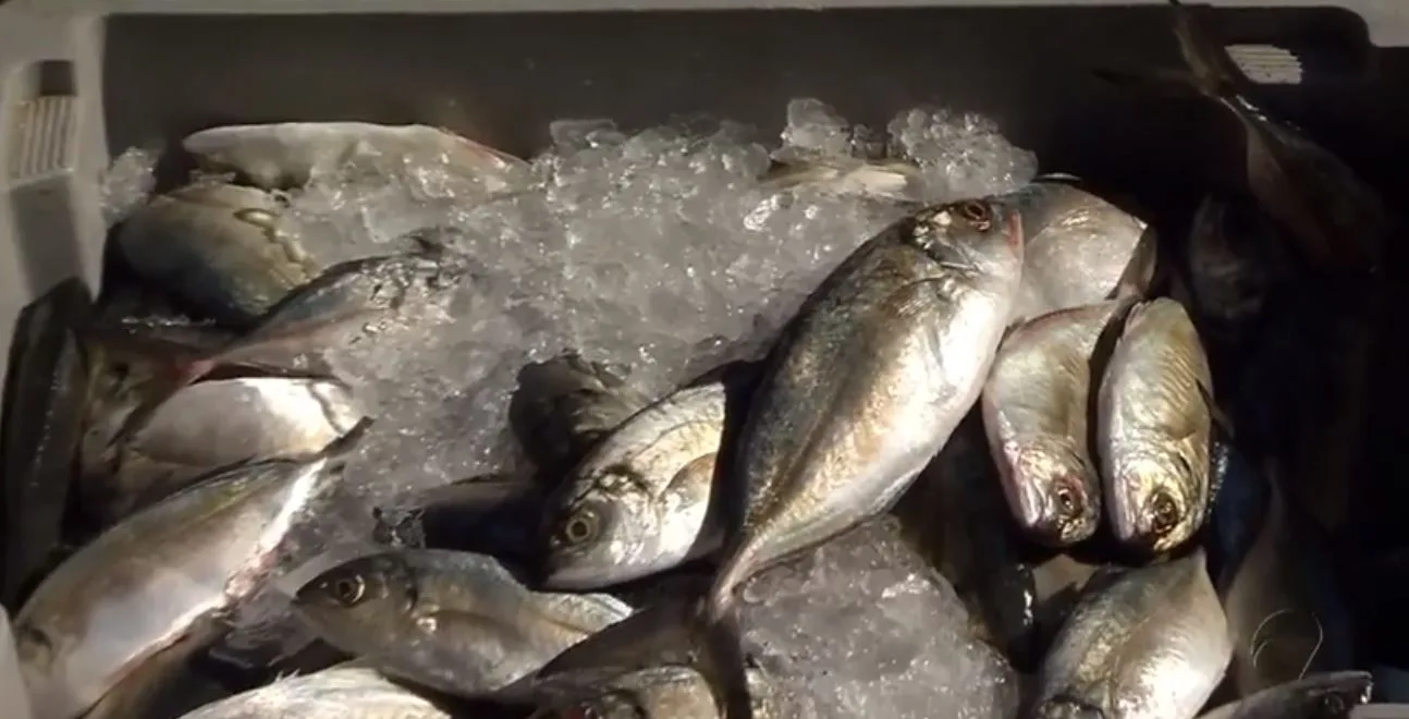 Carga ilegal com 16 toneladas de peixes é apreendida na Serra