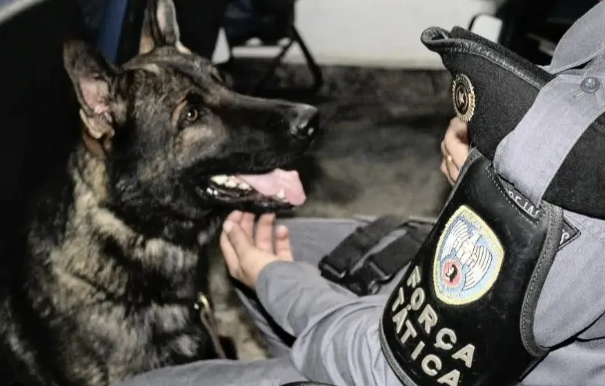 Cão da Polícia Militar, Mike morre após luta contra o câncer no ES