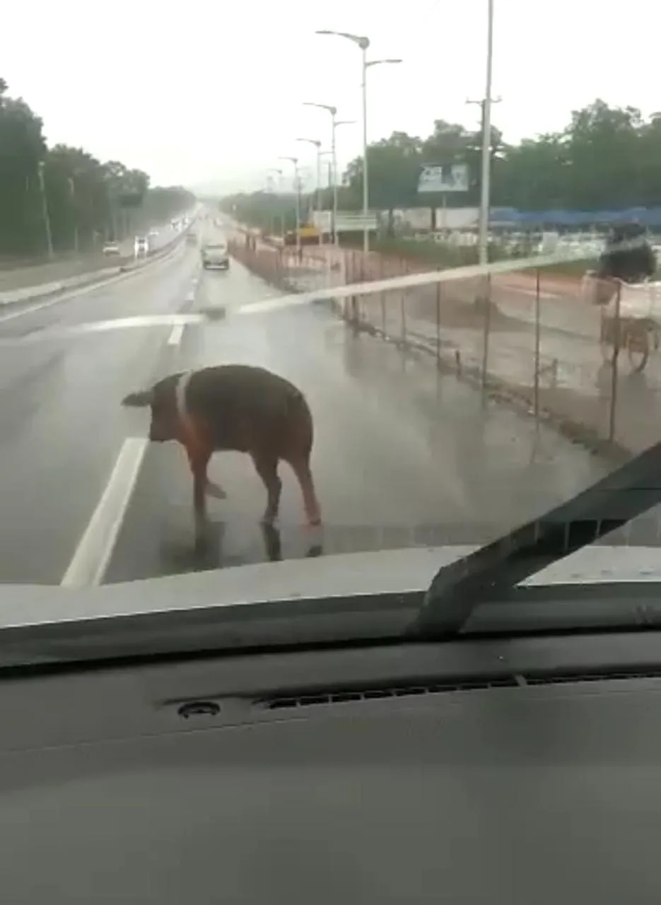 VÍDEO| Porco solto na antiga Reta do Aeroporto, em Vitória, assusta motoristas