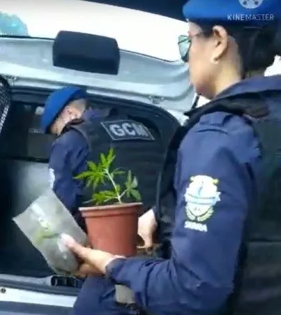 VÍDEO | Guarda da Serra encontra pés de maconha plantados em matagal em Vila Nova de Colares