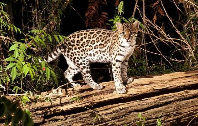 Jaguatirica fotografada no Instituto Terra.