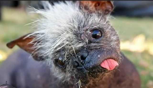Cachorro idoso é eleito o 'mais feio do mundo' em competição