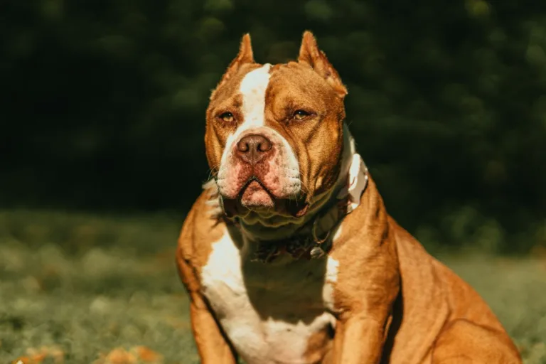 Foto: Luis Negron/Pexels