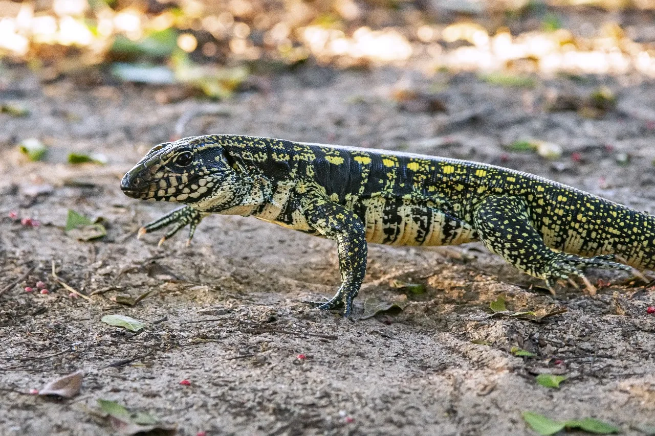 Lagarto Teiú: animal mora na restinga das praias da Grande Vitória. Saiba tudo sobre a espécie