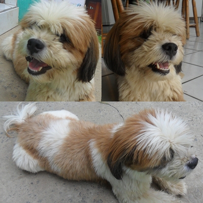 Esse cãozinho foi encontrado em Porto Canoa, na Serra. Entre em contato!