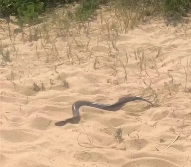 VÍDEO | Banhista é picado por cobra em praia de Vila Velha