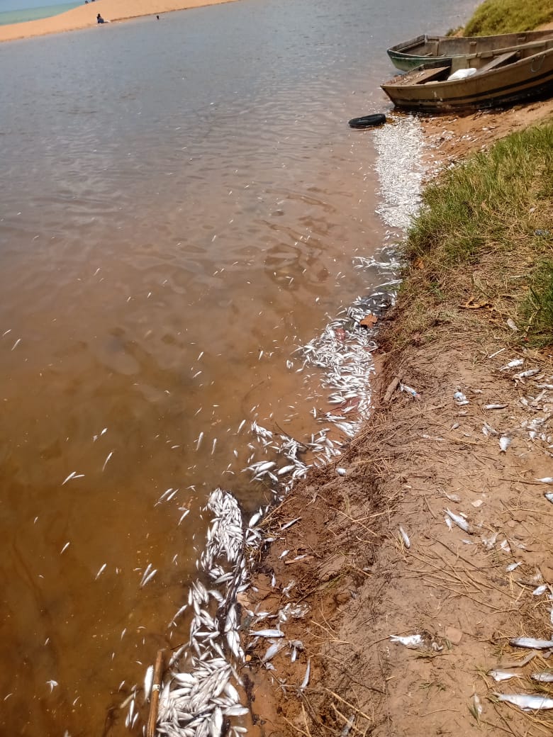 VÍDEO | Grande quantidade de peixes mortos chama a atenção na Lagoa de Carapebus, na Serra