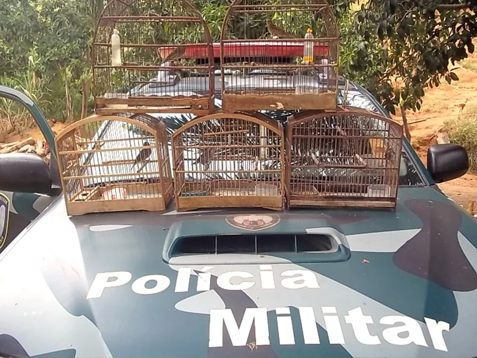 Pássaros raros são resgatados pela Polícia Militar Ambiental em Alfredo Chaves